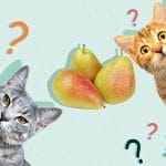 Can Cats Eat Dragon Fruit? Tips for you – Petscaretip 2023