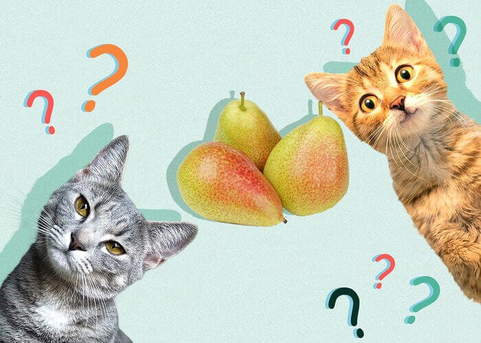 Can Cats Eat Pears? All You Need To Know - Petscaretip 2023