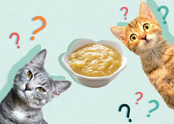 Can Cats Eat Applesauce? Tips For You - Petscaretip 2023