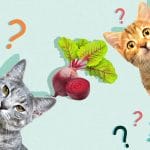 Can Cats Eat Kiwi? All You Need To Know – Petscaretip 2023
