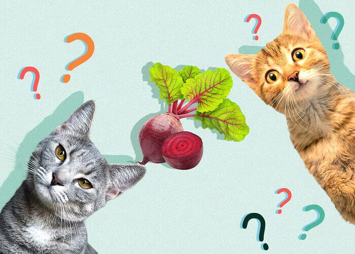 Can Cats Eat Beets? All You Need To Know - Petscaretip 2023