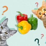 Can Cats Eat Mayo? Tips For You – Petscaretip 2023