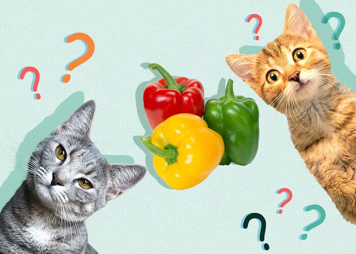 Can Cats Eat Bell Pepper? Tips For You - Petscaretip 2023