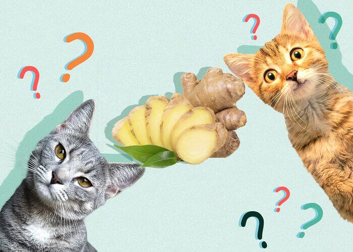 Can Cats Eat Ginger? Tips For You - Petscaretip 2023