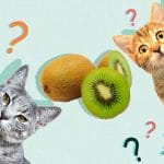 Can Cats Eat Beets? All You Need To Know – Petscaretip 2023