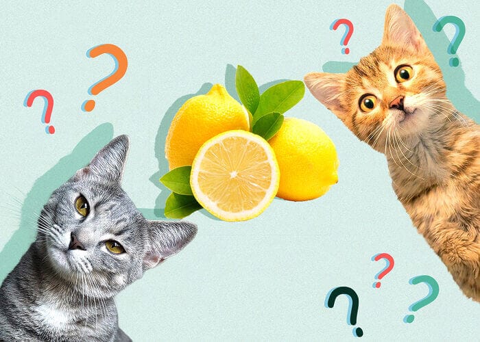 Can Cats Eat Lemon? All You Need To Know - Petscaretip 2023