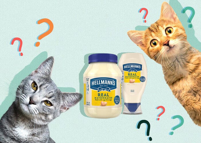 Can Cats Eat Mayo? Tips For You - Petscaretip 2023