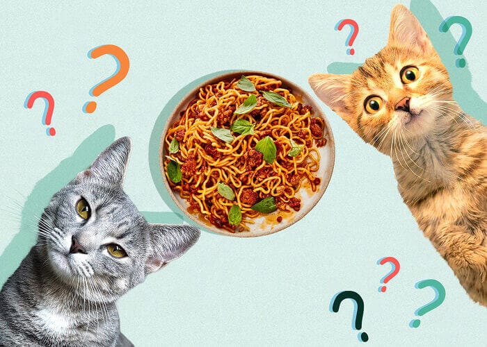Can Cats Eat Noodles? Tips For You - Petscaretip 2023