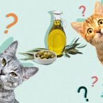 Can Cats Eat Ginger? Tips For You – Petscaretip 2023