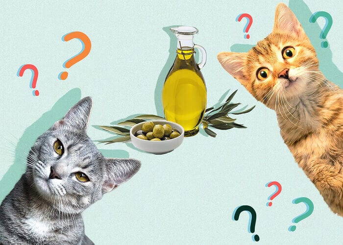 Can Cats Eat Olive Oil? All You Need To Know - Petscaretip 2023
