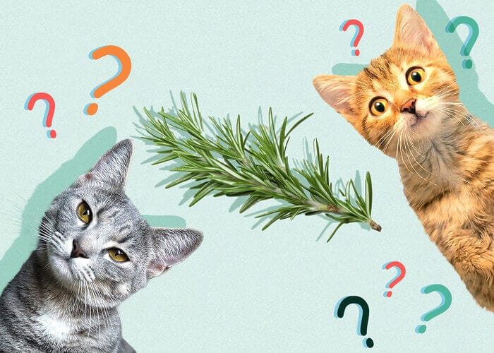 Can Cats Eat Rosemary? Tips For You - Petscaretip 2023