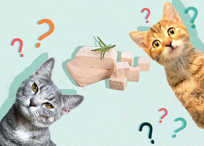Can Cats Eat Tofu? Tips For You - Petscaretip 2024