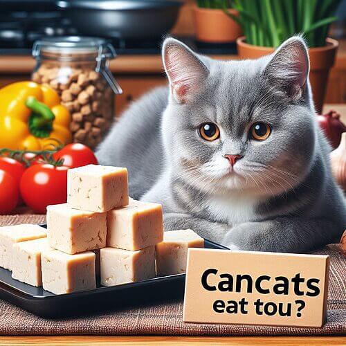 Is Tofu Safe for Cats? Can Cats Digest Tofu?