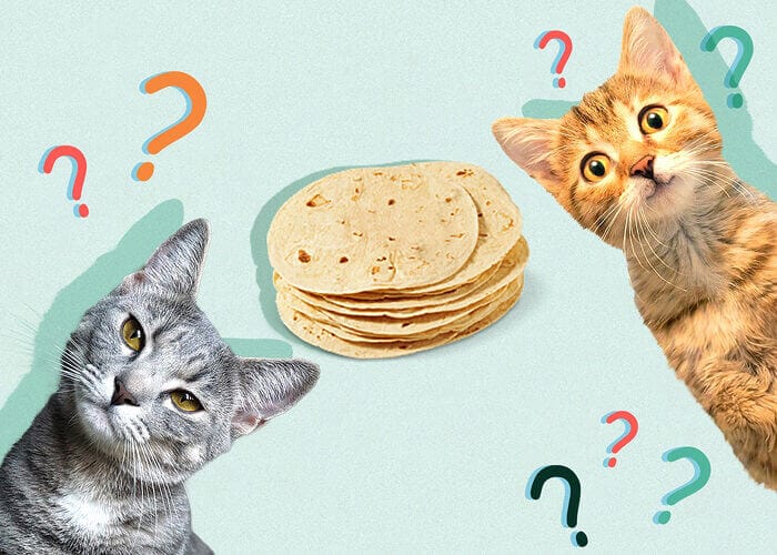 Can Cats Eat Tortillas? Tips For You - Petscaretip 2023