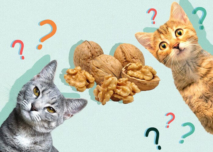 Can Cats Eat Walnut? Risk and Benefits - Petscaretip 2023