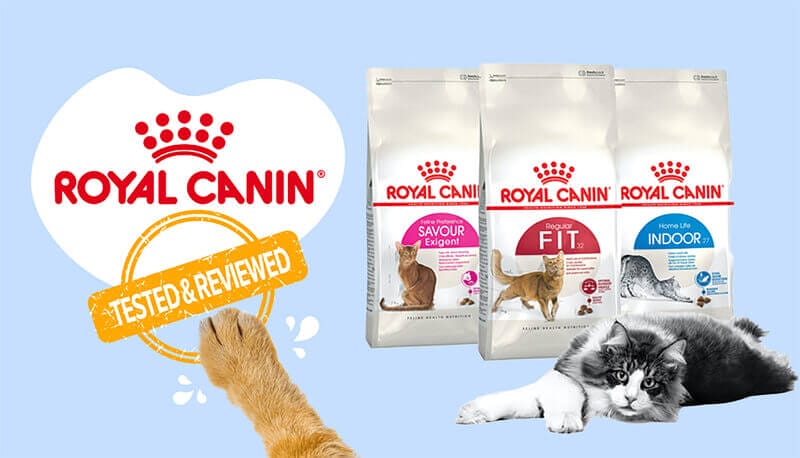 Royal Canin Feline Health Nutrition - Nourishing Kittens and Nursing Mothers