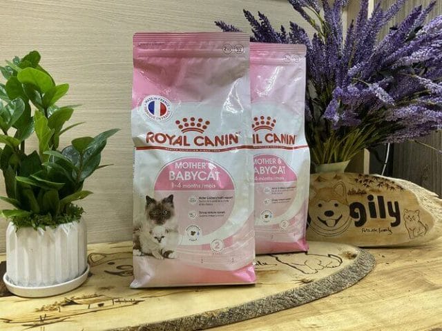Where to Buy Royal Canin Mother & Babycat Dry Food