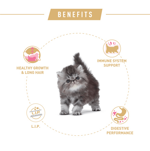 Benefits of Royal Canin Persian Kitten Dry Food