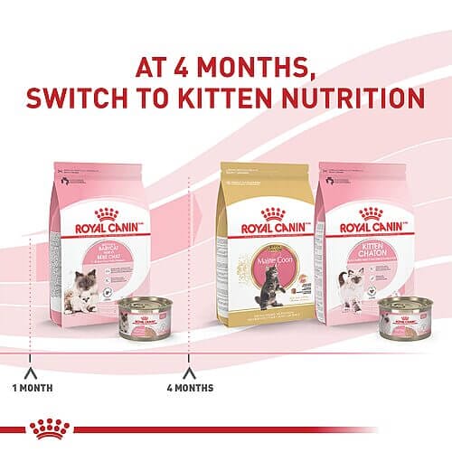 Introduction to Royal Canin Feline Health Nutrition Mother & Babycat Dry