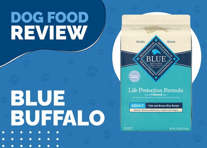 Give Your Dog the Gift of Health with Blue Buffalo Life Protection Formula Fish and Oatmeal Recipe Dry Dog Food