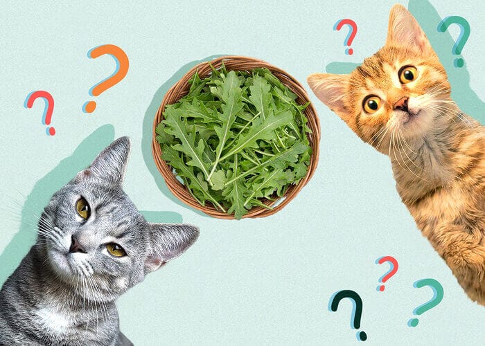 Can Cats Eat Arugula? Tips For You - Petscaretip 2024