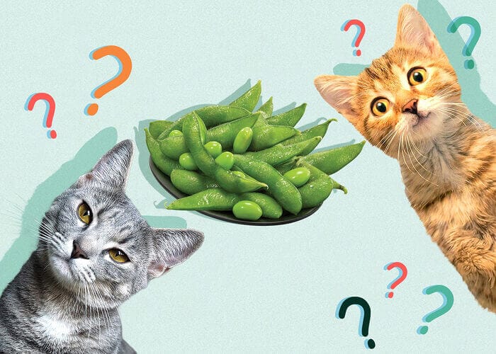 Can Cats Eat Edamame? Tips for Feline - Petscaretip 2024