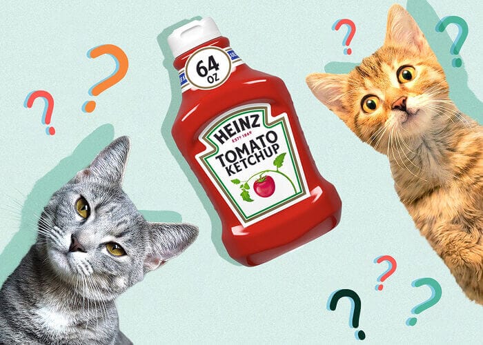 Can Cats Eat Ketchup? Is It Safe For Cats - Petscaretip 2024