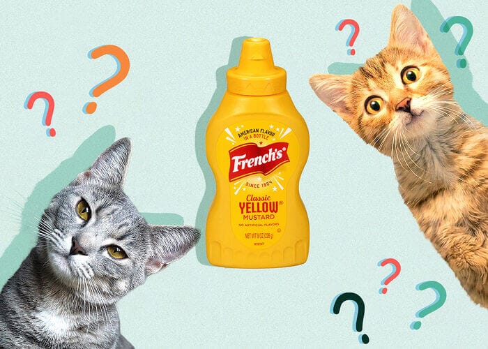 Can Cats Eat Mustard? Tips For You - Petscaretip 2024