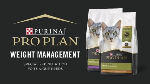 Purina Pro Plan Focus Weight Management: A Vet-Recommended Cat Food for Weight Loss Success