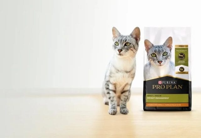 Where to Buy Purina Pro Plan Focus Weight Management Cat Food