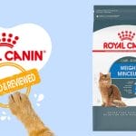 Can Cats Eat Arugula? Tips For You – Petscaretip 2024