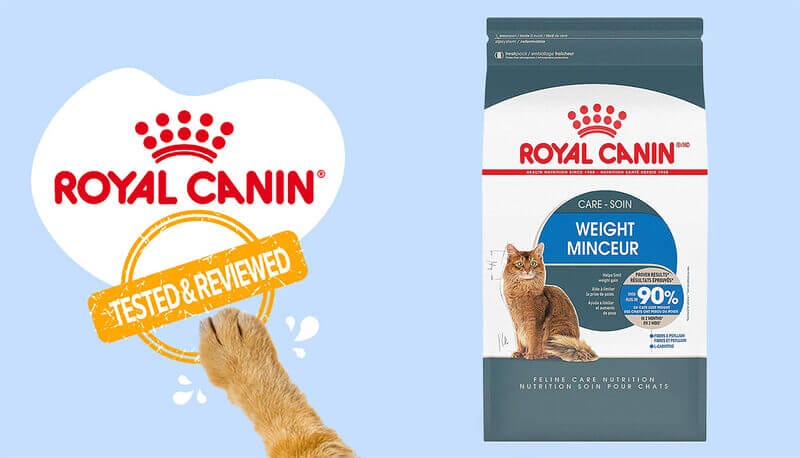 Helping Your Cat Achieve a Healthy Weight with Royal Canin Feline Care Nutrition Weight Control Dry