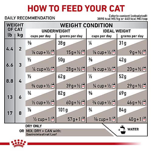 How to Feed Your Cat Royal Canin Feline Gastrointestinal Formula