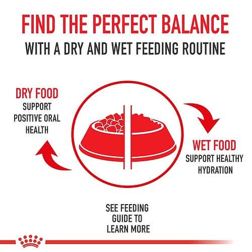 How to Feed Your Cat Royal Canin Feline Health Nutrition Mature Consult Dry Cat Food
