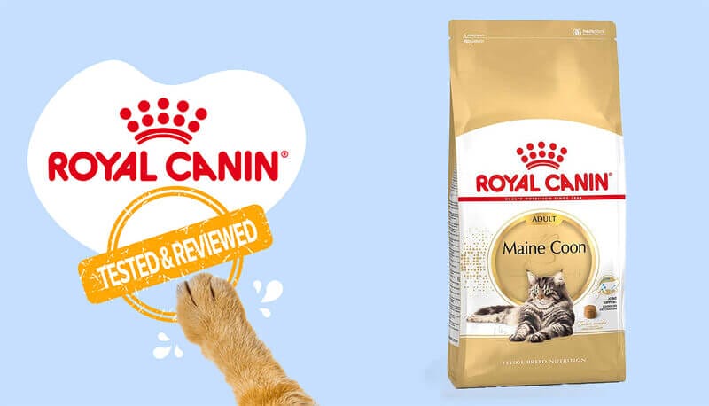 Keep Your Senior Cat Thriving with Royal Canin Feline Aging 12+ Dry Cat Food