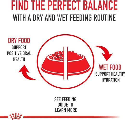 How to Feed Your Cat Royal Canin Maine Coon Cat Food