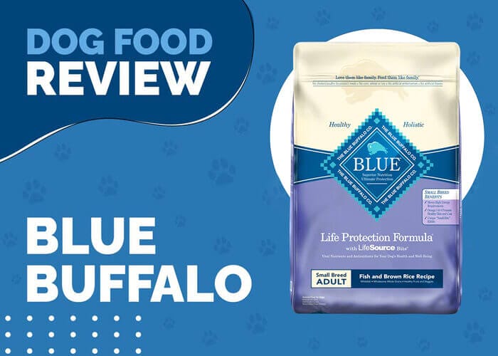 A Healthy Small Breed Starts with Blue Buffalo Life Protection Formula Adult Small Breed Fish and Brown Rice Recipe Dry Dog Food