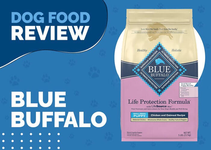 The Best Nutrition for Your Little Puppy - Blue Buffalo Life Protection Formula Puppy Small Breed Chicken and Oatmeal Recipe Dry Dog Food