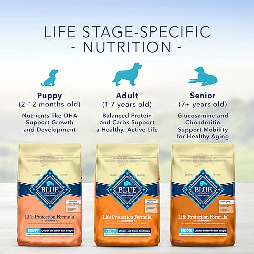 How to Feed Your Dog Blue Buffalo Life Protection Formula Senior Large Breed Chicken and Brown Rice Recipe Dry Dog Food