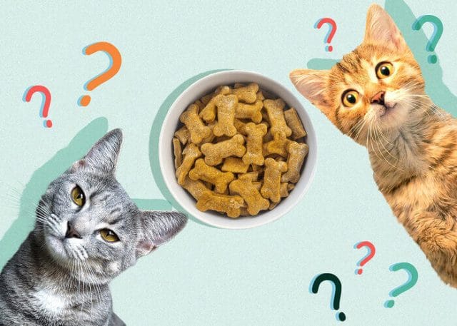Can Cats Eat Dog Treats? Tips For You - Petscaretip 2024