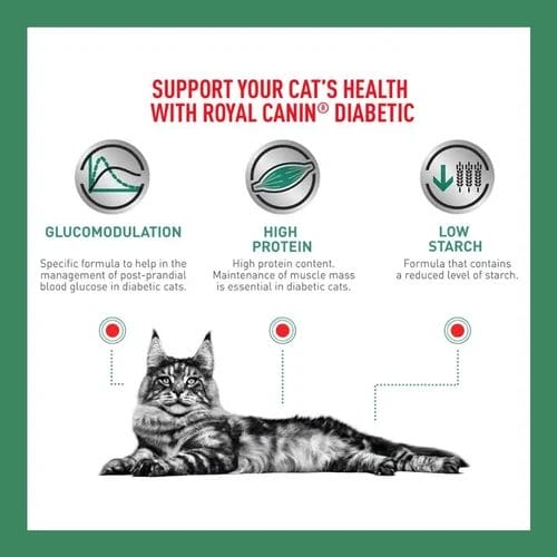 How to feed your Cat with Royal Canin Feline Health Nutrition Glycemia Dry