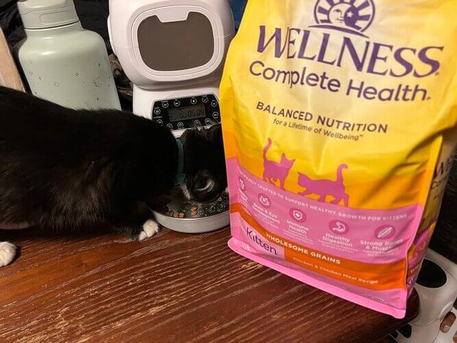 Where to Buy Wellness Complete Health Kitten Deboned Chicken, Salmon Meal & Brown Rice Recipe Dry Cat Food?