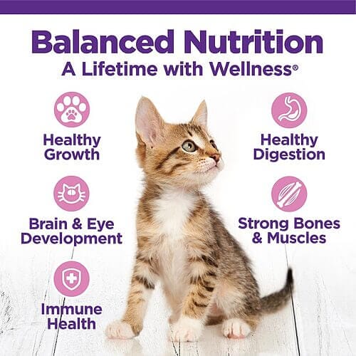 How to Feed Your Cat with Wellness Complete Health Kitten Deboned Chicken, Salmon Meal & Brown Rice Recipe Dry Cat Food?