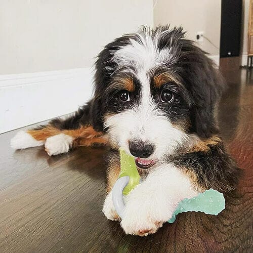 How Much Exercise Does a Bernedoodle Puppy Need?