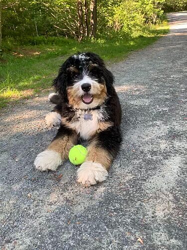A Bernedoodle puppy playing fetch in a park