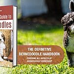 The Bernedoodle: A Guide for Pet Professionals and Potential Owners