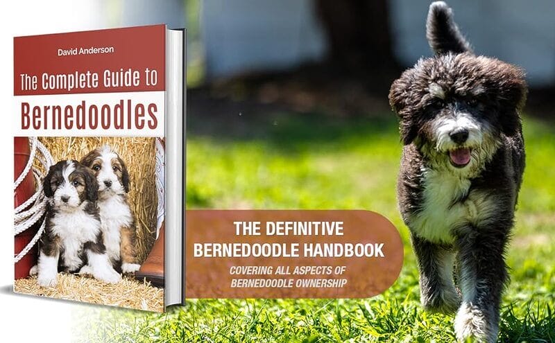 A Guide to Bernedoodle Health