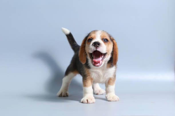 Beagles Dog Breed