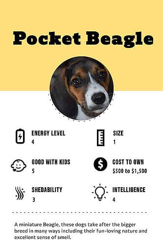 Beagles Dog Breed