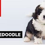 Unleash the Fun! Best Exercises & Activities for Your Bernedoodle Puppy